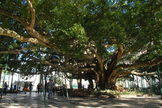 Plaza XV de Noviembre
